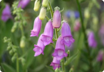 digitalis thapsi spanish peaks