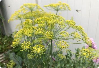 Dill 'Mammoth'