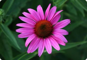 Echinacea purpurea 'Ruby Star'