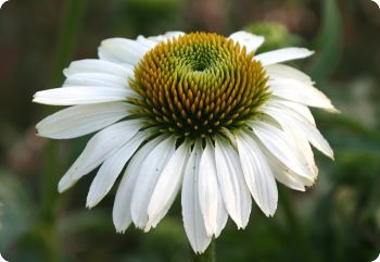 Echinacea purpurea 'White Swan'