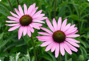 echinacea tennesseensis 'Rocky Top'