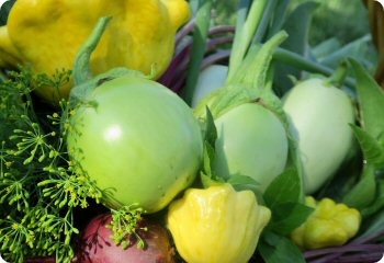 Eggplant 'Applegreen'