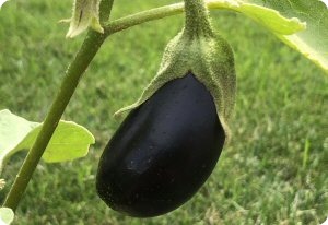Eggplant 'Diamond'