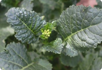 Ethiopian kale