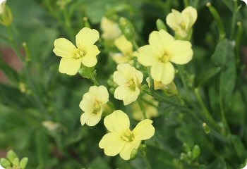 Ethiopian kale flowers