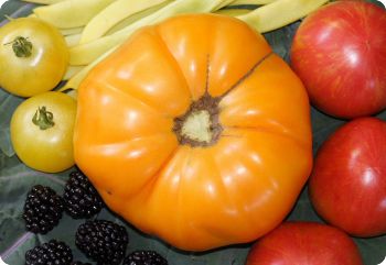 fermenting tomato seeds