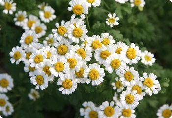 feverfew