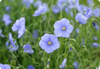 first year blooming perennials