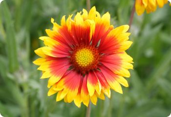 first year flowering perennials