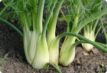 florence fennel