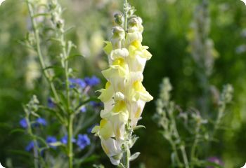 flower seed saving