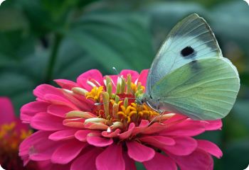 flower seeds butterflies