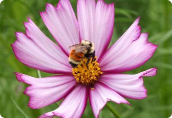 flowers for beneficial insects