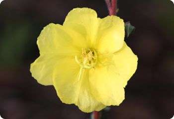 fragrant flowers