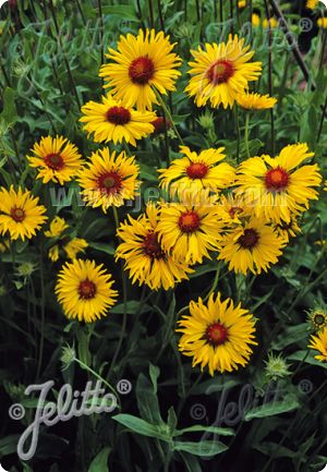 Gaillardia aristata 'Amber Wheels'