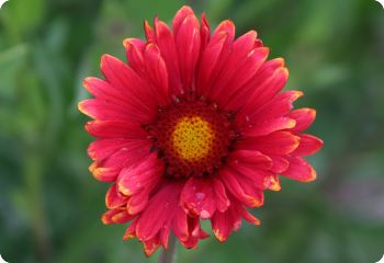 gaillardia burgundy