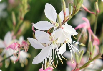 Gaura lindheimeri