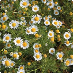 German chamomile