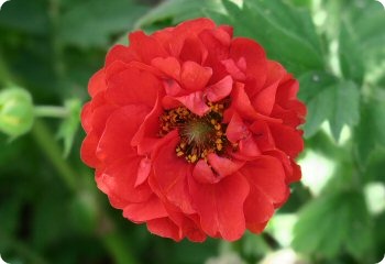 Geum 'Blazing Sunset'