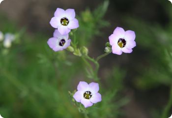 gilia tricolor