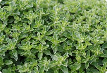 greek oregano