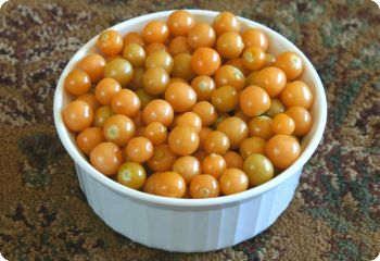Ground cherry "Aunt Molly's'
