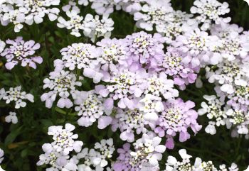 groundcover seeds