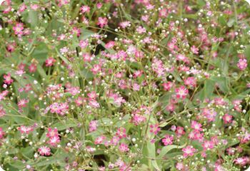 Gypsophila elegans 'Crimson'