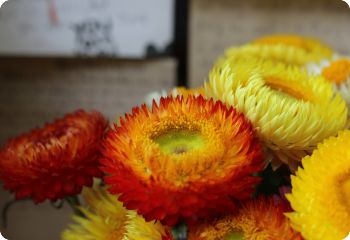 helichrysum bracteatum