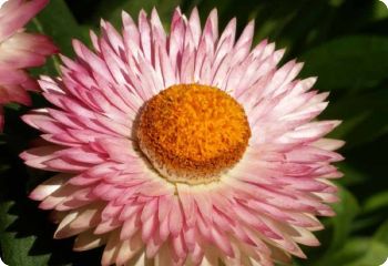 Helichrysum bracteatum pink