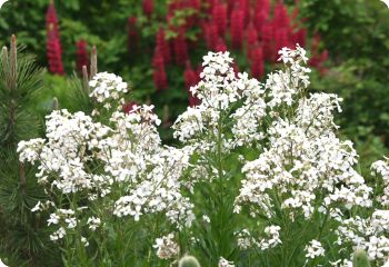 hesperis matronalis alba