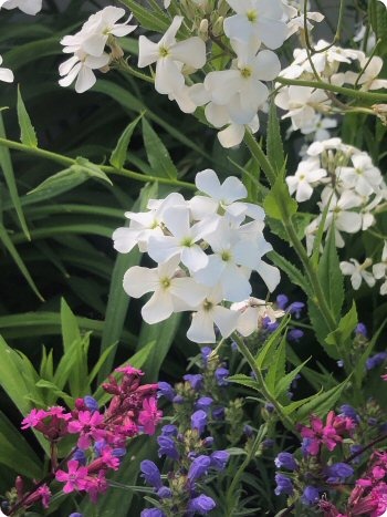 Hesperis matronalis Alba
