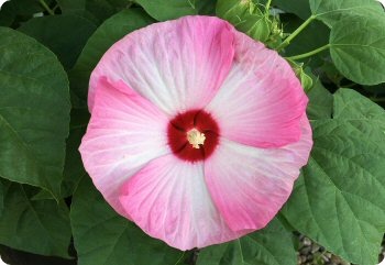 Hibiscus moscheutos 'Luna Pink Swirl'