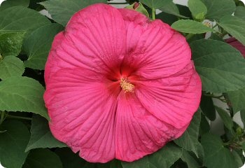 Hibiscus moscheutos 'Luna Rose'