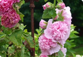 Hollyhock Chaters Double Mix