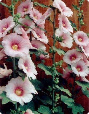 Hollyhock 'Indian Spring'