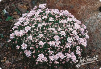 Iberis aurosica 'Sweetheart'