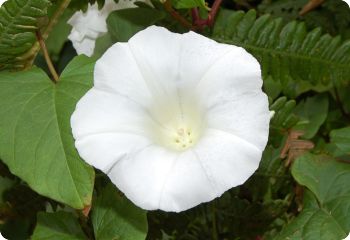 ipomoea alba Moonflower