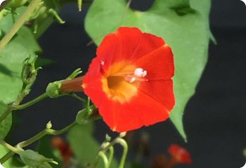 Ipomoea coccinea 'Orange Noah'