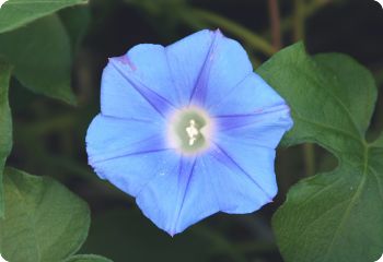 Ipomoea hederacea