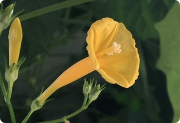 Ipomoea hederifolia lutea