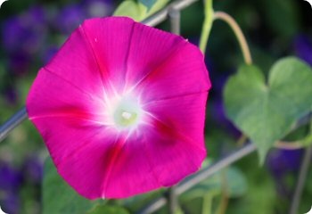 Ipomoea purpurea 'Party Dress'