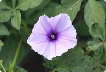 Ipomoea transvaalensis