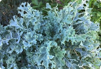 Kale 'Dwarf Blue Curled Scotch'