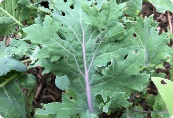 Kale 'Red Ursa'