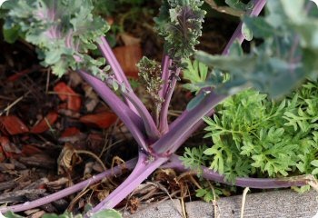 Kale Red Ursa