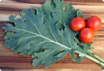 Kale 'White Russian'