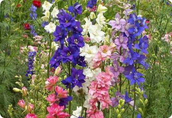 Larkspur 'Imperial Mix'