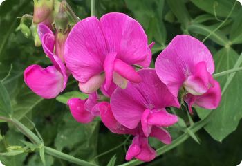 Lathyrus latifolius