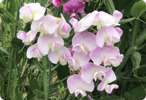 Lathyrus latifolius